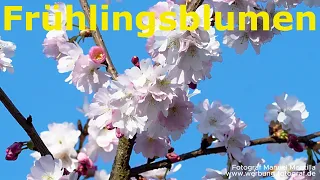 Die ersten Frühlingsblumen sind nicht mehr zu übersehen! #blume #fruhling #ostern #frühlingsblumen