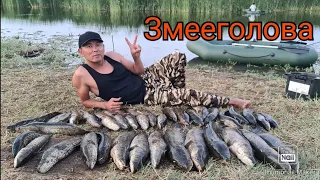 ОГРОМНЫЕ Змееголовы нападают на людей...Рыбалка в Кызылорде