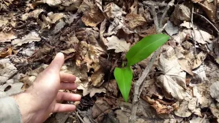 Посадка черемши рассадой - 2(прошёл год). Planting of ramson (allium ursinum).