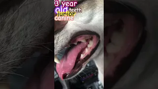 3 year old junior dog teeth#jaws#dog#canineteeth#shorts