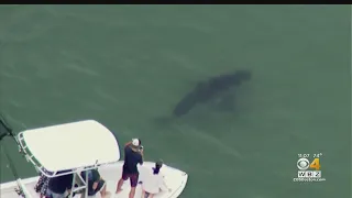 5 Beaches Closed After Shark Sightings On Cape Cod