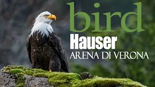 Hauser (at Arena di Verona Full concert)