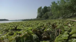 Рыбалка на Дону на Леща и Сазана. хутор Арпачин.