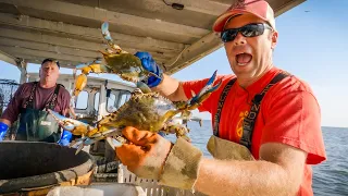 Blue Crabs on the Chesapeake Bay