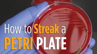 Four Quadrant Streak procedure - How to properly streak a Petri plate for isolated colonies