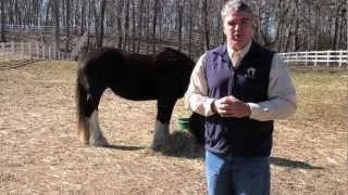 Brian's Response to Day 1 Healing with Horses Tele-Summit