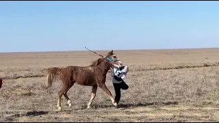 Байқадам ауылы. Тай жарыс , құнан жарыс