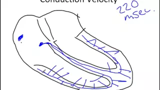 Cardiac Conduction System.wmv