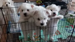 Bichon Puppies przywitanie