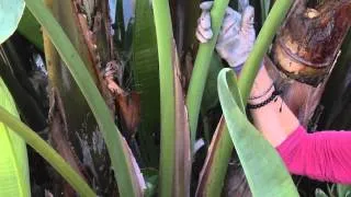How to Prune a Bird of Paradise  : Great Gardening