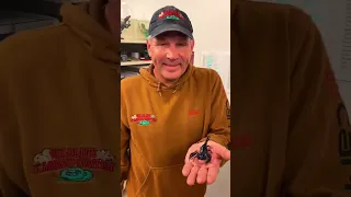 Finding Scorpions Made Easy 🤯 #shorts