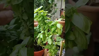 Removing dry leaves from my basil plant #basil #plants #garden #plantslover #nature  #plantshorts