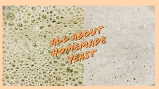 All About Homemade Yeast| All you want to know about yeast making at home |Homemade Yeast #yeast