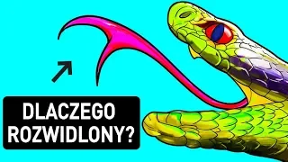 Dlaczego węże mają rozwidlone języki