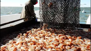 How To JellyFish Harvest - Jellyfish Processing - Blue Jellyfish Processing and Jellyfish fishing