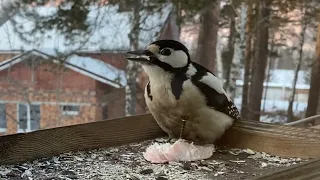 Замедленная съемка, как дятел долбит добычу/ Slow motion, woodpecker