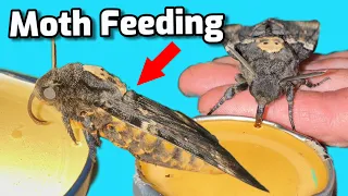 Moth FEEDING tutorial (EASY)