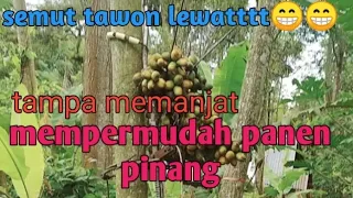 alat panjat pinang canggih