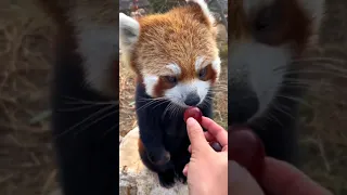 【危険な可愛さ！レッサーパンダさん、ブドウを食べる】#レッサーパンダ　#ほっこり