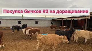 Откорм бычков #2. Казахский-белоголовые , помесь Аулеколь . Бычки вольном содержаний