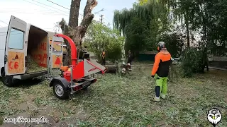 Ріжемо вербу разом з @ARBOMANUA / We cut the willow together with ⁠ARBOMAN