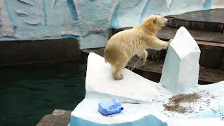 Медвежата в ожидании завтрака устроили бурное купание с прыжками в воду.