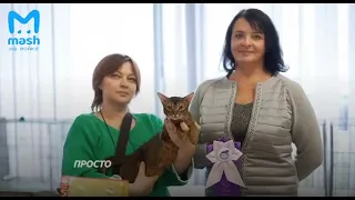 FIFE запретила котам и кошкам из России участвовать в международных выставках