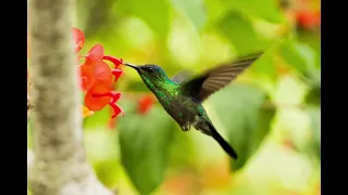 Hummingbird Spirit Guided Meditation