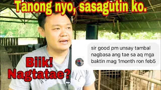 Anong dahilan sa pagtatae ng mga biik at gamot para nito | Ryan Patenio