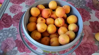 #26.Различие плодов привитого от выращенного из косточки абрикоса.
