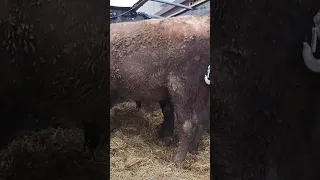 забой быка после 15 месяцев усиленного откорма, бычков быка