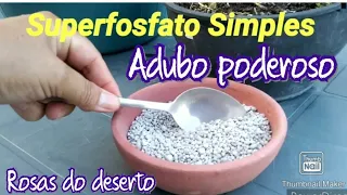 SUPERFOSFATO SIMPLES - Adubo poderoso para as raízes da rosa do deserto