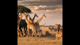 Safari Adventures: Capturing the Majestic Beauty of Wildlife