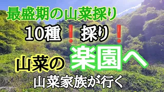 【山菜採り】最盛期はヤバい！10種採り❗山菜天国へ山菜家族が行く！！