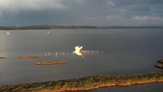 Albanian lagoons lose migratory birds to urbanisation and climate change