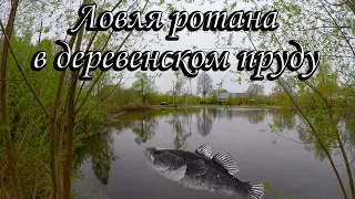 Ловля ротанов в деревенском пруду. Поплапоппер. Типичные ошибки при ловле ротана.