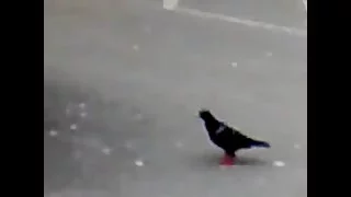 DRUM N BASS PIGEON