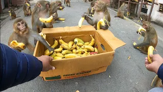 How monkeys eat bananas even in winter || feeding bananas to the monkey