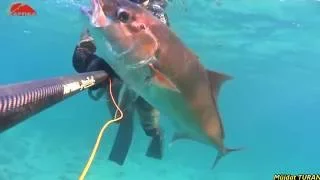 AKYA  20 kg_AMBERJACK  20 kg _ Spearfishing Seriola 20 kg