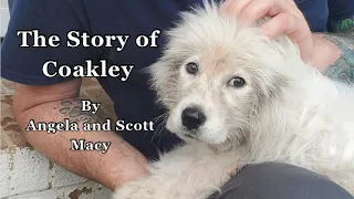 The Story of Coakley, by Angela and Scott Macy
