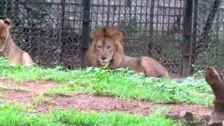 Lions in mysore zoo.avi