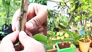 Simple!!! Easy Technique for Connecting Mango Inserts