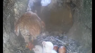 Kestrel Chicks Dinner Time | Discover Wildlife | Robert E Fuller