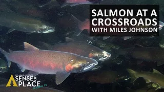 SOP 14 - Salmon at a Crossroads