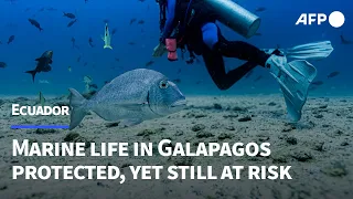 Marine life in Darwin's Galapagos protected, yet still at risk | AFP
