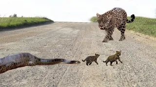 Big Cat Powerful Become Prey Of The Giant Anaconda - What Happens Next...