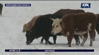 Вспышка ящура в Карагандинской области