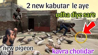 2 new kabutar lekar aye hm. 😜1 kavra chotidar | 1 zarad band kabuatari | 🥳 Delhi pigeon lover