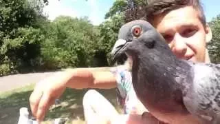 Many Pigeons are Eating From The Hand at a time at a Wonderful Place