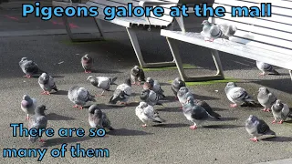 Pigeons galore at the mall outside of Box Hill Central shopping centre